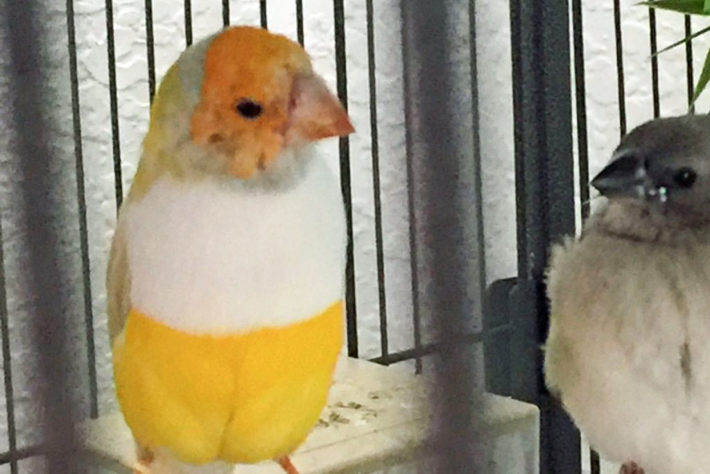 Seasons of the Gouldian Finch (part 2)