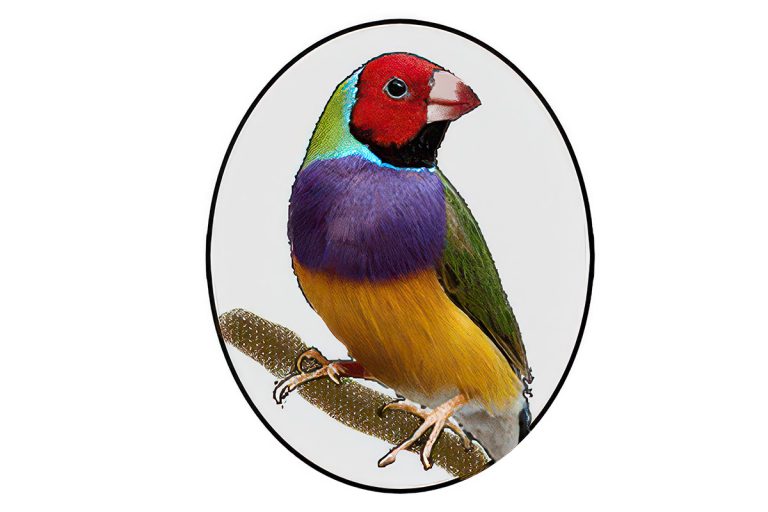 5 Tips for When You Buy Our Gouldians