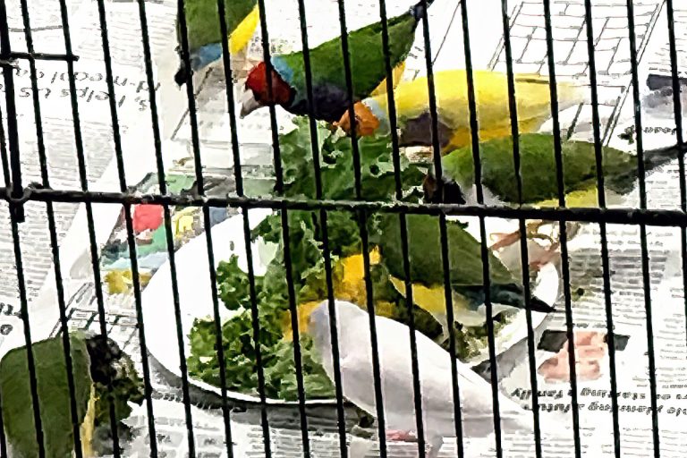 Why Your Lady Gouldian Finch Diet Probably Needs a Revamp