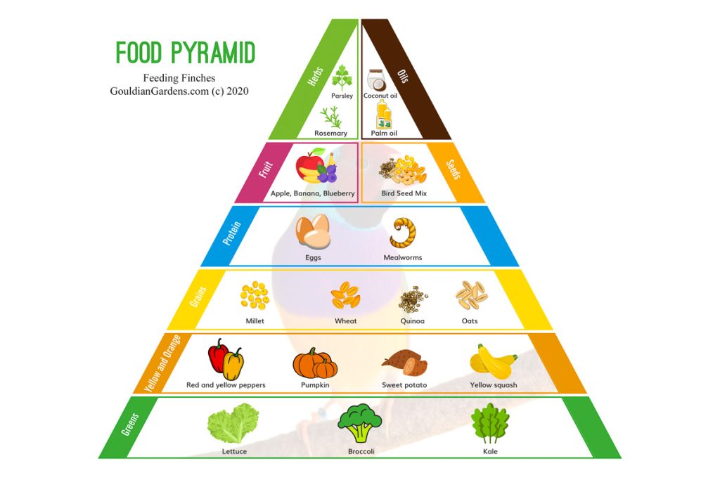 CHOPP™ and the Food Pyramid