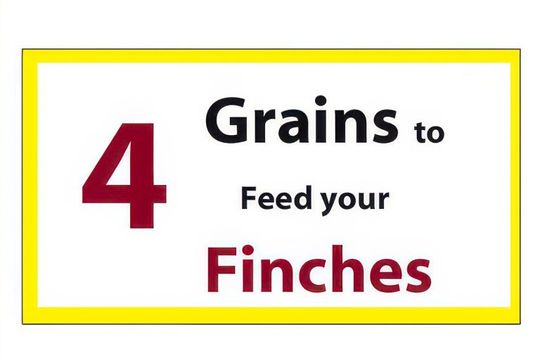 Four Healthy Grain Foods for Finches