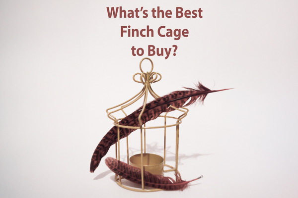 How to choose cages for finches