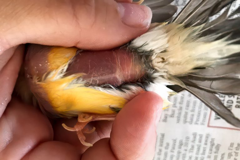 How to Examine a Finch for Health