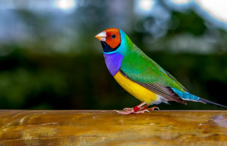 Gouldian finch chick and more questions and answers.